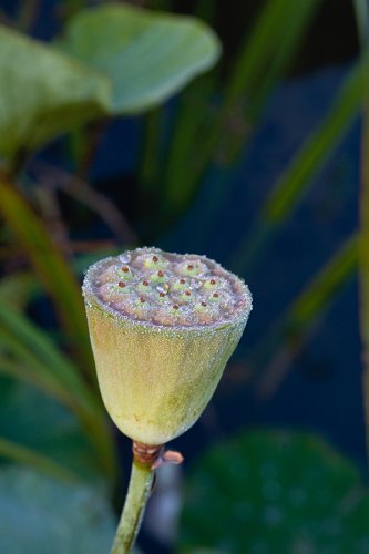 001 Lotusblumen Garten Fotografie Angela Franke