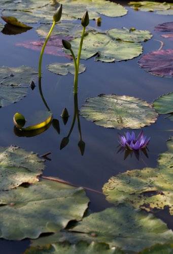 002 Lotusblumen Garten Fotografie Angela Franke