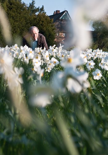 004 Narzissen Garten Fotografie Angela Franke