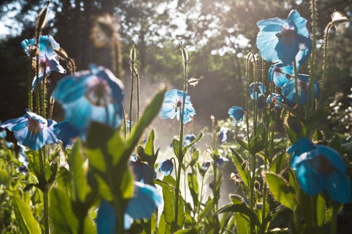 005 blauer Mohn Garten Fotografie Angela Franke