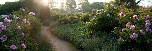 006 Pfingstrosen Garten Fotografie Angela Franke