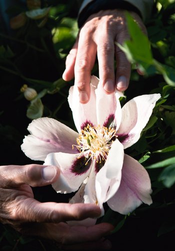 007 Pfingstrosen Garten Fotografie Angela Franke
