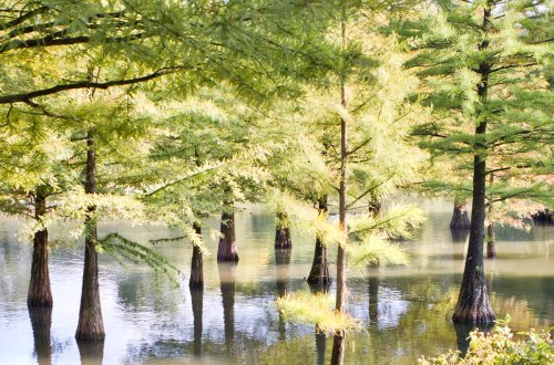 008 Baeume Garten Fotografie Angela Franke