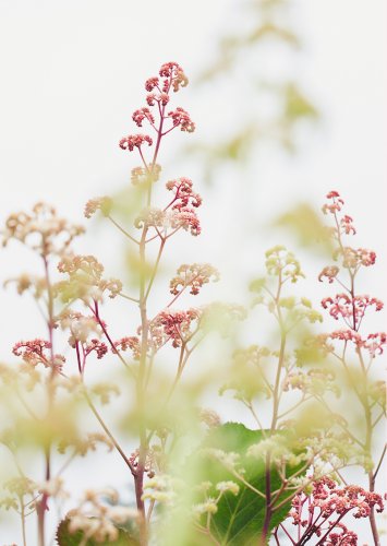 Astilben in der Arends Maubach Gärtnerei 