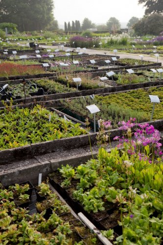 Arends Maubach Gärtnerei 