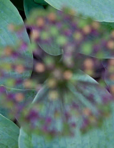 Allium Close-up in der Arends Maubach Gärtnerei 