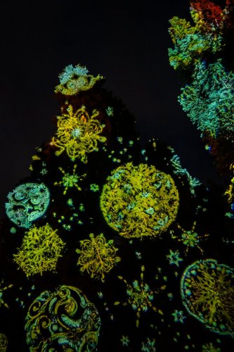 Christmas-Garden-lights-12-23-4524-Kopie