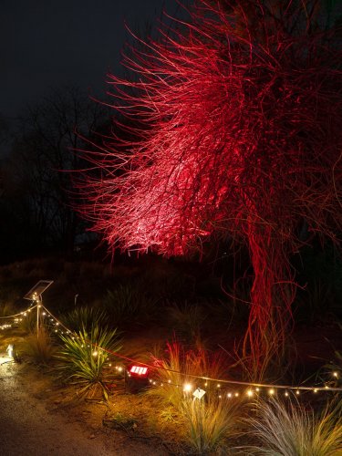 Christmas-Garden-lights-12-23-4660-Verbessert-RR-Kopie