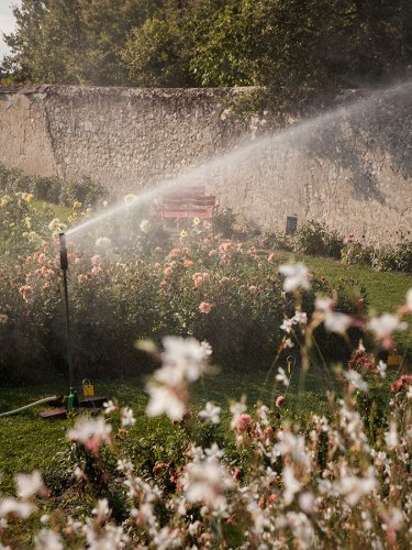 Dahlien Pflanzen Garten