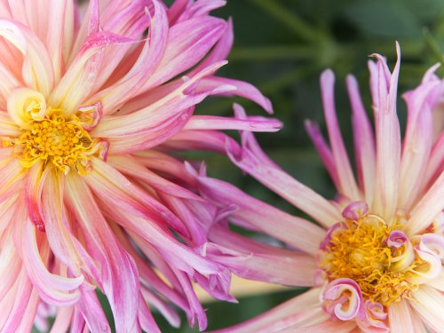 Dahlien Pflanzen Garten