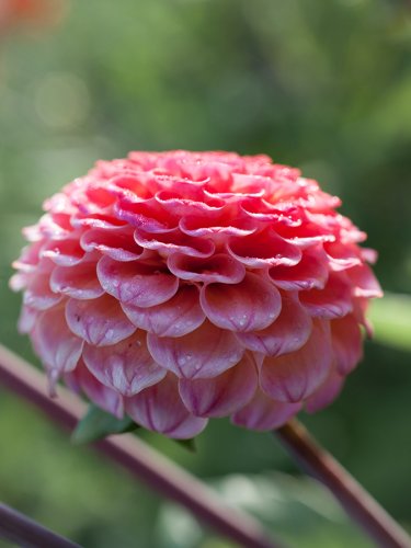 Dahlien Pflanzen Garten