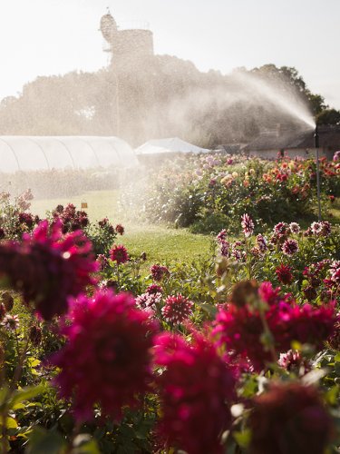 Dahlien Pflanzen Garten
