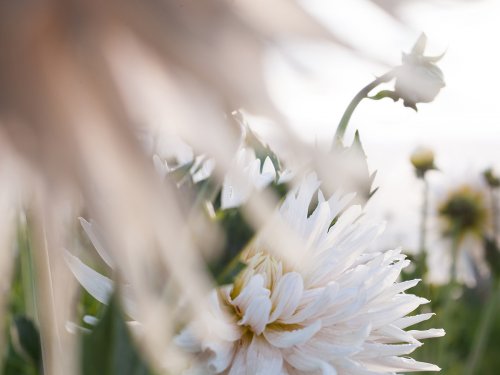 Dahlien Pflanzen Garten