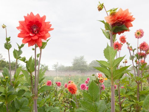 Dahlien Pflanzen Garten