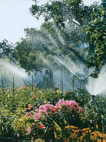 03 Dahlien Herr-Otto Garten Angela-Franke Fotografie
