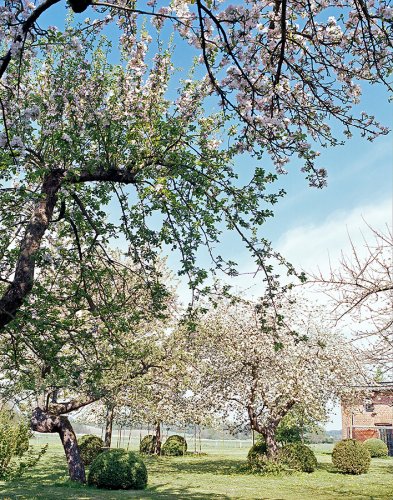 Gartendetail eines Gartens mit blühenden Apfelbäumen und darunter gepflanzten Buchskugeln