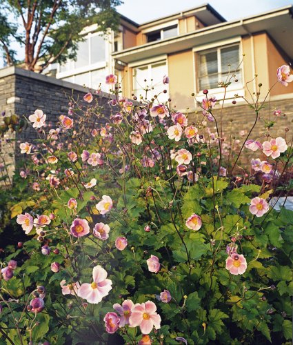Gartendetail eines Gartens in Neustadt an der Weinstrasse, Blick auf das Haus vom Hang nach oben geschaut mit blühenden Herbstanemonen