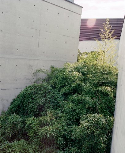 Bambus zwischen Sichtbeton - Gartendetail eines Gartens in Düsseldorf