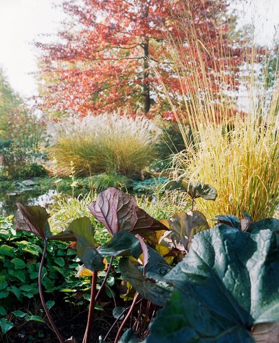 Gräser am Teich eines japanischen Gartens im Spätsommer