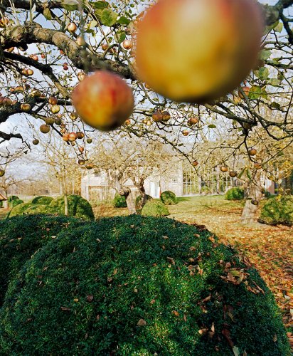 Gartendetail eines Gartens mit tragenden Apfelbäumen und darunter gepflanzten Buchskugeln