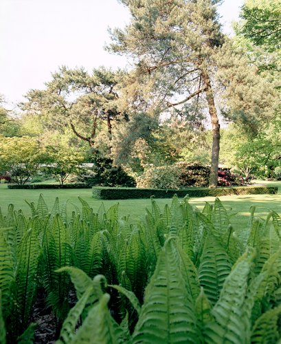 Gestalteter Garten, im Vordergrund sich aufrollende Farne