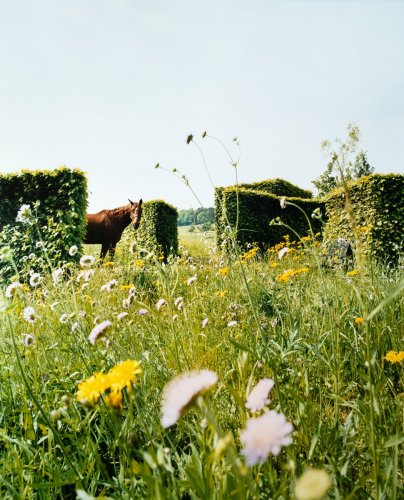 Gartendetail eines Gartens, gestaltet von Jane Bihr: Ein Pferd steht hinter geschnittenen Buchenhecken