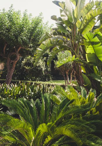 Palmen im Garten Palazzo Parisio auf Malta