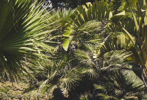Palmenvielfalt im Garten Palazzo Parisio auf Malta
