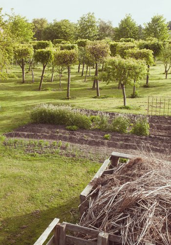 Ausschnitt eines Gartens im Sommer, geschnittene Hainbuchen mit Schatten von oben