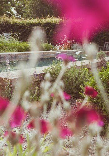 Ausschnitt eines Gartens im Sommer, Pool mit Lichtnelken im Vordergrund