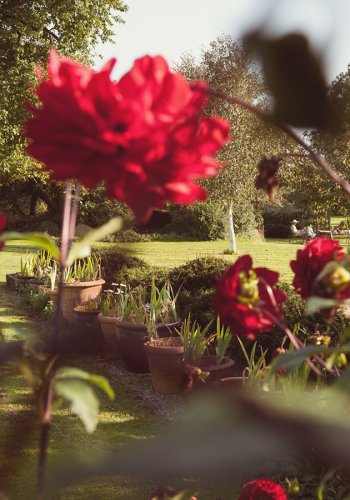 Ausschnitt eines weiträumigen Gartens im Spätsommer mit Dahlien im Vordergrund