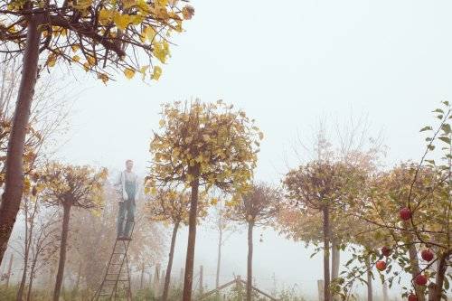 Ausschnitt eines Gartens im Herbst, Mann auf einer Leiter hinter seinen geschnittenen Hainbuchen