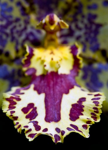 Orchideengarten Karge Fotos Angela Franke Close-up Orchidee