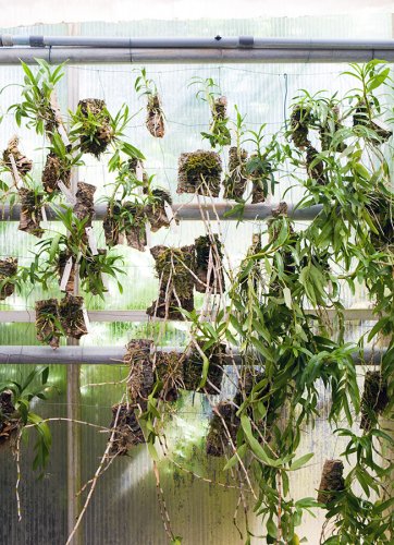 Orchideengarten Karge Fotos Angela Franke Orchideen 