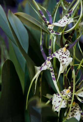 Orchideengarten Karge Fotos Angela Franke Portrait Orchidee
