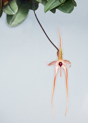 Orchideengarten Karge Fotos Angela Franke Portrait Orchidee