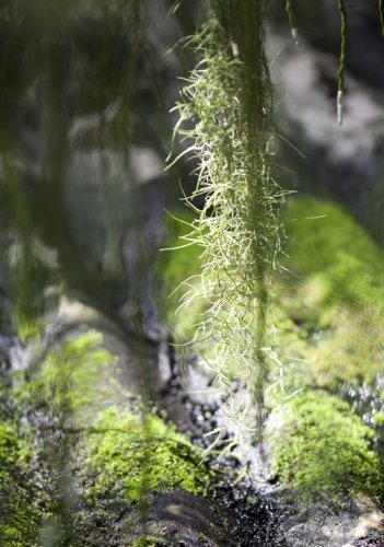 Orchideengarten Karge Fotos Angela Franke