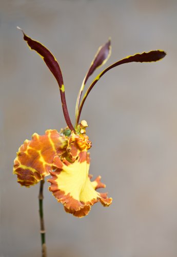 Orchideengarten Karge Fotos Angela Franke