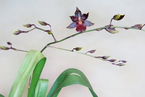 Orchideengarten Karge Orchidee Angela Franke