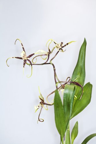 Orchideengarten Karge Fotos Angela Franke Portrait Orchidee