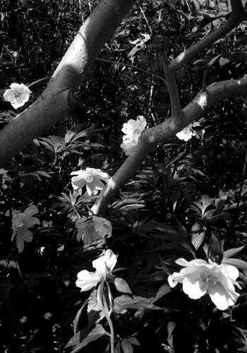 02 Pfingstrosen-gardenphotography-Garten-Flower-Angela-Franke