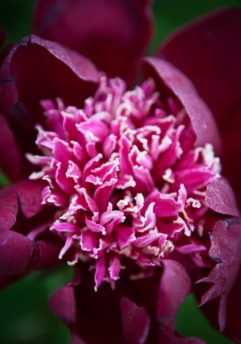 03 Pfingstrosen-gardenphotography-Garten-Flower-Angela-Franke