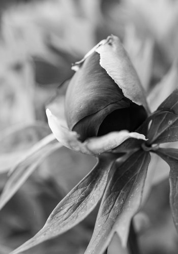 04 Pfingstrosen-gardenphotography-Garten-Flower-Angela-Franke