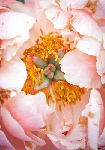 05 Pfingstrosen-gardenphotography-Garten-Flower-Angela-Franke