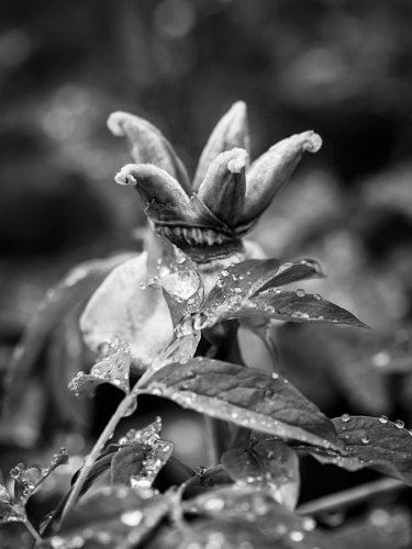 06 Pfingstrosen-gardenphotography-Garten-Flower-Angela-Franke