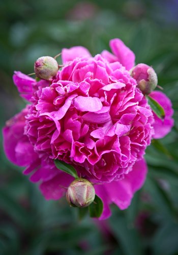 07 Pfingstrosen-gardenphotography-Garten-Flower-Angela-Franke