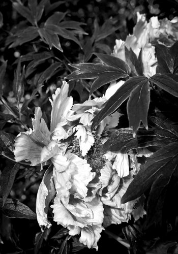 08 Pfingstrosen-gardenphotography-Garten-Flower-Angela-Franke