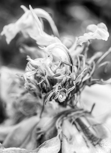 09 Pfingstrosen-gardenphotography-Garten-Flower-Angela-Franke