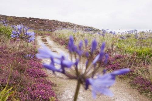 Gardenphotography Gardenportrait Tresco Abbey Garden Scilly Islands
