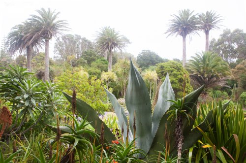 Gardenphotography Gardenportrait Tresco Abbey Garden Scilly Islands